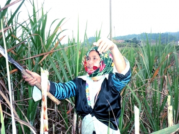 Nghệ An: Sức sống mới ở Tri Lễ