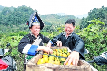 Tín dụng chính sách tại Lào Cai: Giúp dân thôn, bản khó khăn… bớt khó khăn