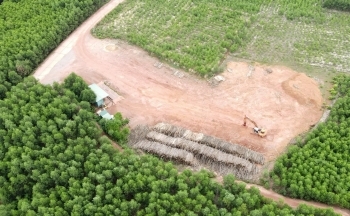 Các điểm thu mua gỗ rừng trồng trái phép chưa được xử lý dứt điểm