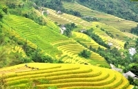 Lời mời gọi từ những bậc thang vàng