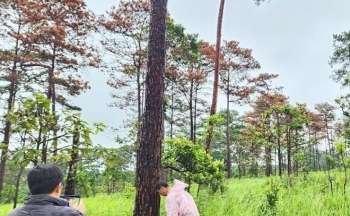 Xót xa những rừng thông ở Tây Nguyên đang bị hạ độc