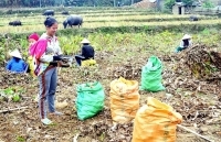 ​​​​​​​Thống nhất giá thu mua dong riềng vụ 2019