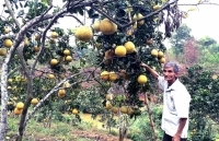 Góp phần thực hiện tốt mục tiêu giảm nghèo bền vững