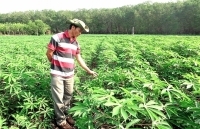 Gia Lai: Thất thu vụ mì