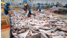 Giá tăng cao, thuỷ sản Việt Nam khó cạnh tranh ở thị trường châu Phi