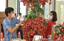 Vải thiều Thanh Hà tiếp tục chinh phục thị trường châu Âu
