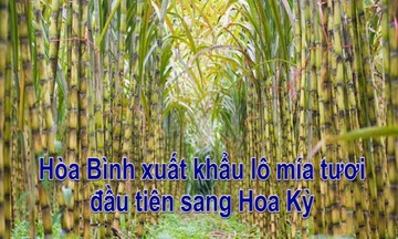 Hòa Bình xuất khẩu lô mía tươi đầu tiên sang Hoa Kỳ
