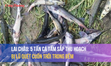 Lai Châu: 5 tấn cá tầm sắp thu hoạch bị lũ quét cuốn trôi trong đêm