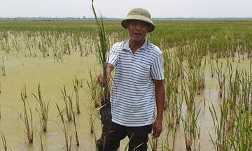 Hơn trăm hec ta lúa chết ở Thái Bình nghi do nhiễm mặn