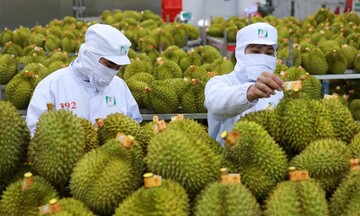 8 tháng Việt Nam xuất khẩu sầu riêng đạt trên 300.000 tấn