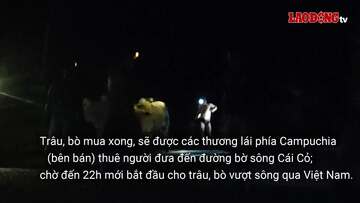 Tỉnh Long An vào cuộc vụ trâu, bò lậu nhập từ Campuchia về Việt Nam