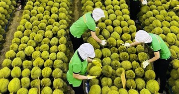 Xuất khẩu rau quả phá kỷ lục lịch sử