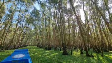 An Giang: Ngỡ ngàng vẻ đẹp rừng tràm ngập nước Trà Sư