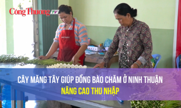 Cây măng tây giúp đồng bào Chăm ở Ninh Thuận nâng cao thu nhập