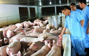 Dịch tả lợn Châu Phi không được chủ quan, lơ là trong công tác phòng chống