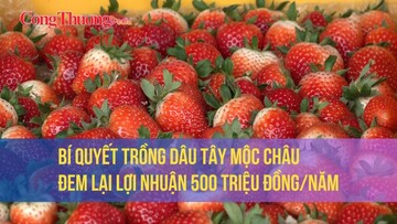 Bí quyết trồng dâu tây Mộc Châu đem lại lợi nhuận 500 triệu đồng/năm