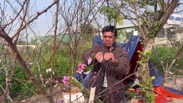 Điện Biên: Đào rừng vắng khách mua