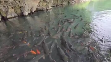 Thanh Hóa: Mướt mắt với đàn “cá thần” hàng nghìn con bên đền Nước