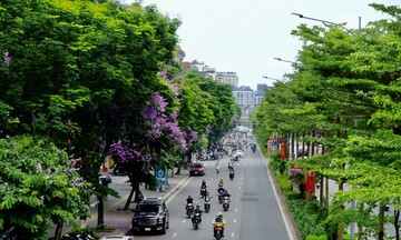 Hoa bằng lăng tím rực rỡ phố phường Hà Nội