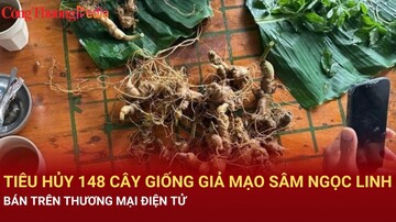 Tiêu hủy 148 cây giống giả mạo sâm Ngọc Linh bán trên thương mại điện tử