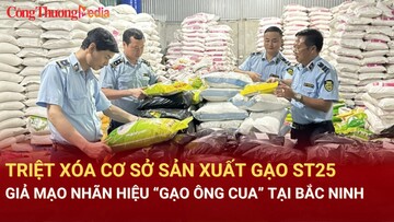 Triệt xóa cơ sở sản xuất gạo ST25 giả mạo nhãn hiệu “Gạo Ông Cua” tại Bắc Ninh
