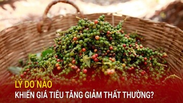 Lý do nào khiến giá tiêu tăng giảm thất thường?