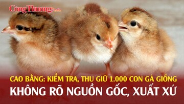 Cao Bằng: Kiểm tra, thu giữ 1.000 con gà giống không rõ nguồn gốc
