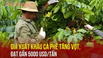 Giá xuất khẩu cà phê đạt gần 5000 USD/tấn