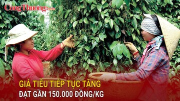 Giá tiêu tiếp tục tăng vọt, đạt gần 150.000 đồng/kg