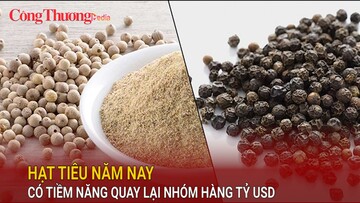 Hạt tiêu năm nay có tiềm năng quay lại nhóm hàng tỷ USD