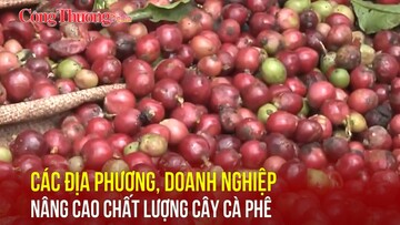 Các địa phương, doanh nghiệp nâng cao chất lượng cây cà phê