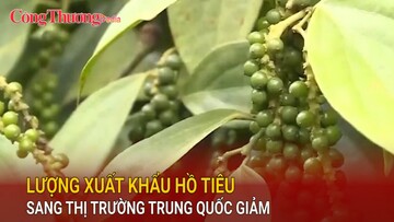 Lượng xuất khẩu hồ tiêu sang thị trường Trung Quốc giảm
