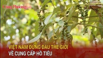 Việt Nam đứng đầu thế giới về cung cấp hồ tiêu