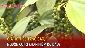 Giá hồ tiêu tăng, nguồn cung giảm do đâu?