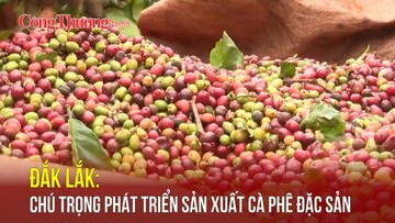 Đắk Lắk: Chú trọng phát triển sản xuất cà phê đặc sản