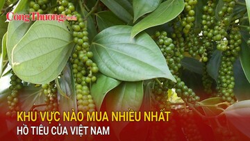 Khu vực nào mua nhiều nhất hồ tiêu của Việt Nam