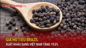 Giá hồ tiêu Brazil xuất khẩu sang Việt Nam tăng 19,0%