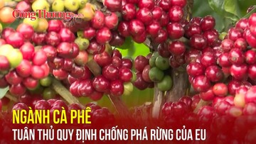 Ngành cà phê tuân thủ quy định chống phá rừng của EU