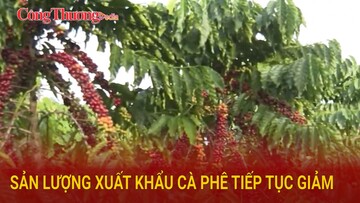Sản lượng xuất khẩu cà phê tiếp tục giảm