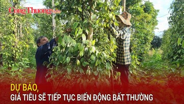 Giá tiêu sẽ tiếp tục biến động bất thường
