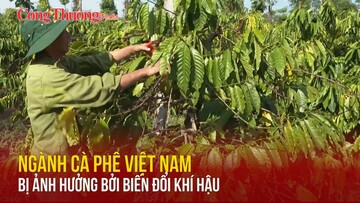 Ngành cà phê Việt Nam bị ảnh hưởng bởi biến đổi khí hậu