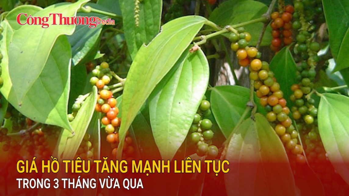 Giá hồ tiêu tăng mạnh liên tục trong 3 tháng vừa qua