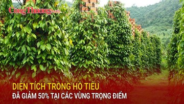 Diện tích trồng hồ tiêu đã giảm 50% tại các vùng trọng điểm