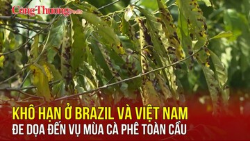 Khô hạn ở Brazil và Việt Nam đe dọa đến vụ mùa cà phê toàn cầu