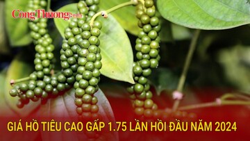 Giá hồ tiêu cao gấp 1.75 lần hồi đầu năm 2024