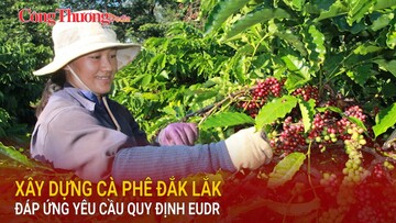 Xây dựng cà phê Đắk Lắk đáp ứng yêu cầu quy định EUDR