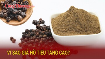 Vì sao giá hồ tiêu tăng cao?