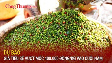 Dự báo giá tiêu sẽ vượt mốc 400.000 đồng/kg vào cuối năm