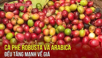 Cà phê robusta và arabica đều tăng mạnh về giá