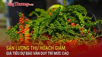 Sản lượng thu hoạch giảm, giá tiêu dự báo vẫn duy trì mức cao
